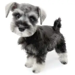 ミニチュア・シュナウザー