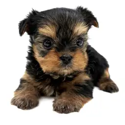 ヨークシャーテリア