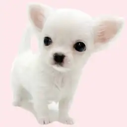 【 チワワ 】希少なホワイトカラー！小さめサイズの女の子が埼玉浦和に登場