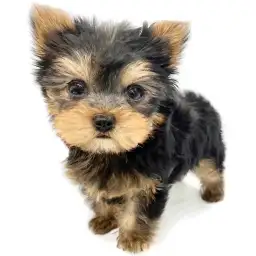 ヨークシャーテリア