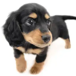 ミニチュア・ダックスフント