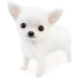 チワワ