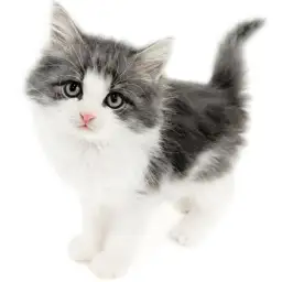 ノルウェージャンフォレストキャット