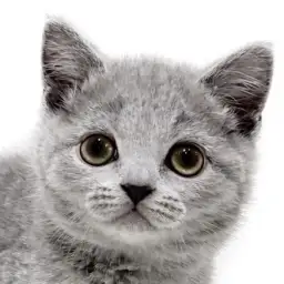 【 ブリティッシュショートヘア 】誰もが虜に！まるっと癒し系にゃんこ登場！