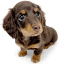 ミニチュア・ダックスフント