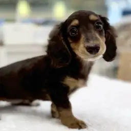 【 ミニチュア・ダックスフント 】人気の家庭犬！甘えん坊の女の子