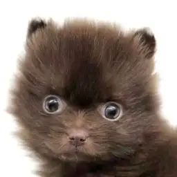 【 ポメラニアン 】チョコレートカラーの天才！激レアわんこ登場！