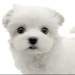 【 マルチーズ 】真っ白な天使ちゃんの登場！小さめ女の子のマルチーズ