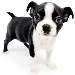 ボストンテリア