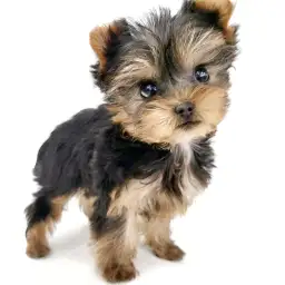 ヨークシャーテリア