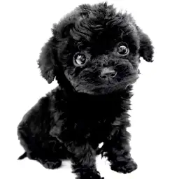 トイ・プードル