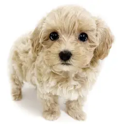 MIX（マルチーズ×トイプードル）