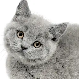 【 ブリティッシュショートヘア 】全て超ド級！奇跡のプレミアムブルーにゃんこ！