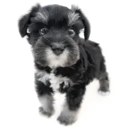 ミニチュア・シュナウザー