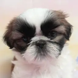 【 シー・ズー 】唯一無二のチャームポイント！キリッとした愛され極太眉毛！