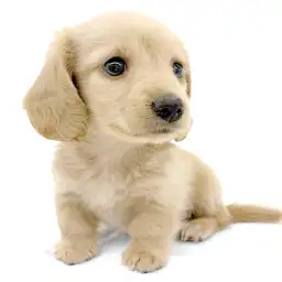 ミニチュア・ダックスフント