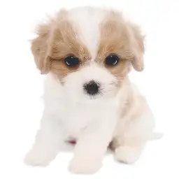 MIX（キャバリアキングチャールズスパニエル×ビションフリーゼ）