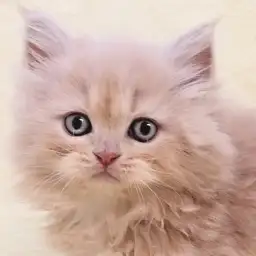 【 ラガマフィン 】猫界のテディベア!クリームタビーの温厚な女の子!