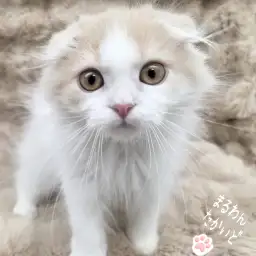 【 スコティッシュ 】性格も良く飼いやすい!王子級美形にゃんこ!