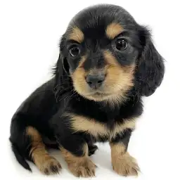 ミニチュア・ダックスフント