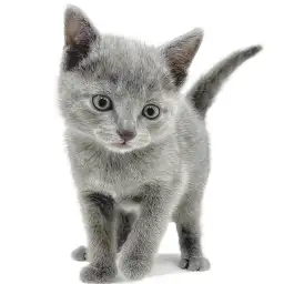 ロシアンブルー