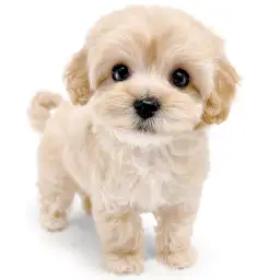 MIX（トイプードル×マルチーズ）