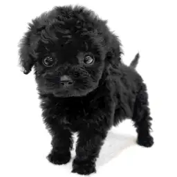 トイ・プードル