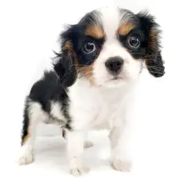 キャバリア・キングチャールズ・スパニエル