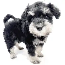 ミニチュア・シュナウザー