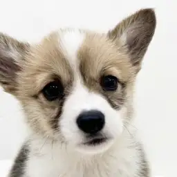 【 ウェルシュコーギーペンブローク 】胴長短足が可愛い遊び上手な女の子！