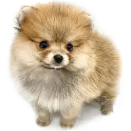 ポメラニアン