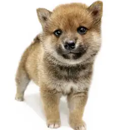 柴犬