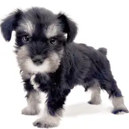 ミニチュア・シュナウザー