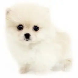 ポメラニアン