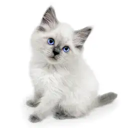ネヴァマスカレード