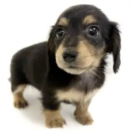 カニンヘン・ダックスフント