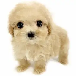 MIX（トイプードル×マルチーズ）