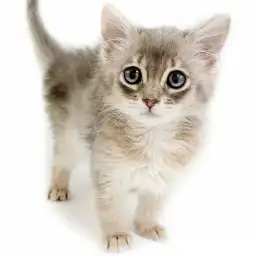 ソマリ