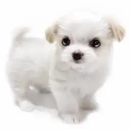 MIX（マルチーズ×チワワ）