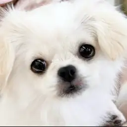 【 チワぺキ 】個性派好き必見！完成度が増したチワワとペキニーズのMIX犬に密着