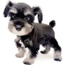 ミニチュア・シュナウザー