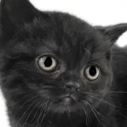 【 ミヌエット 】短足、黒猫！レアな人気要素を兼ね揃えた子猫と出会いのチャンス！