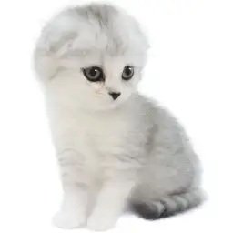 スコティッシュフォールド