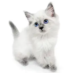 ネヴァマスカレード