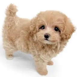 MIX（マルチーズ×トイプードル）