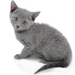 ロシアンブルー