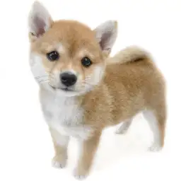 豆柴