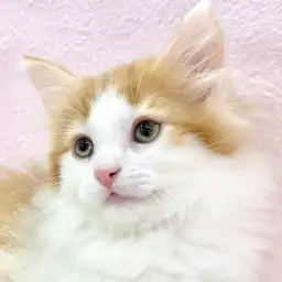 【 ノルウェージャンフォレストキャット 】抱っこと人が大好きなノルくんをご紹介!