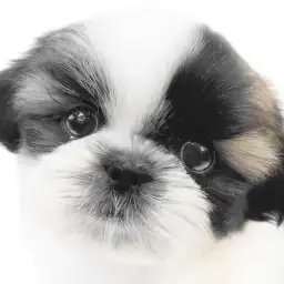 【 シーズー 】鼻ぺちゃ界のアイドル登場！愛らしいお顔でおっとりした性格の女の子