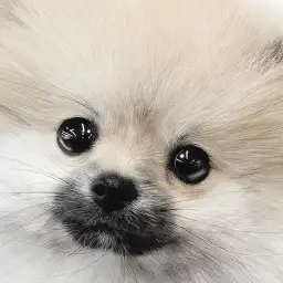 【 ポメラニアン 】プレミアムに間違いなし！圧倒的な可愛らしさの生後3ヶ月！